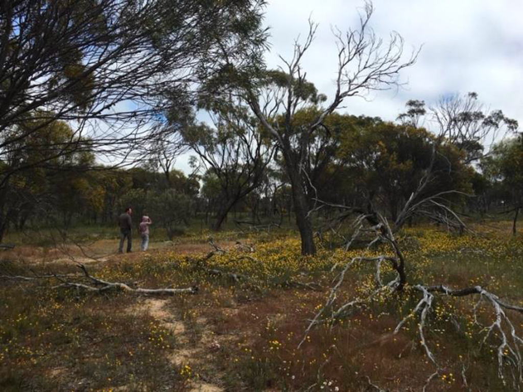 Why We Chose Natives: The Deeper Roots of Lemonade Valley